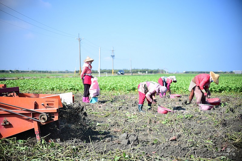 每一次低頭都是向土地致敬！體驗農人們的蕃薯精神_img_19